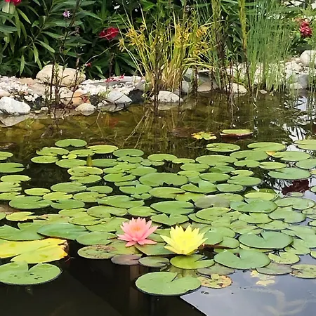 Felsenegg Воллан